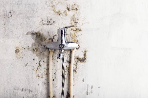 Best Affordable Mold Removal  in Harvey, ND