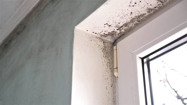 Best Crawl Space Mold Removal  in Harvey, ND