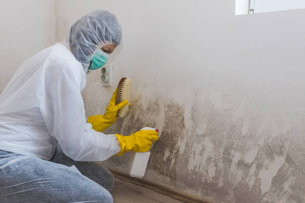 Best Residential Mold Removal  in Harvey, ND