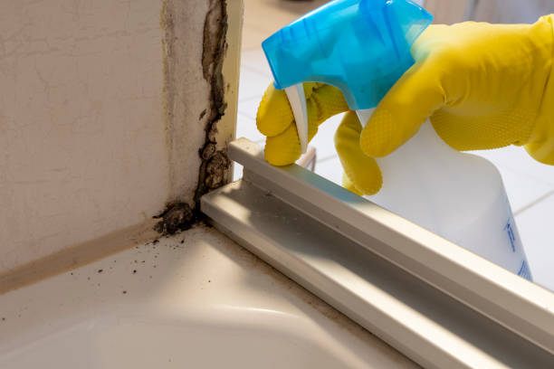 Best Mold Testing  in Harvey, ND