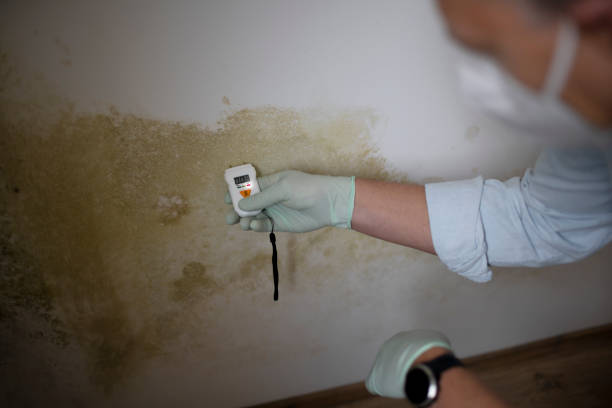Trusted Harvey, ND Mold Removal Experts