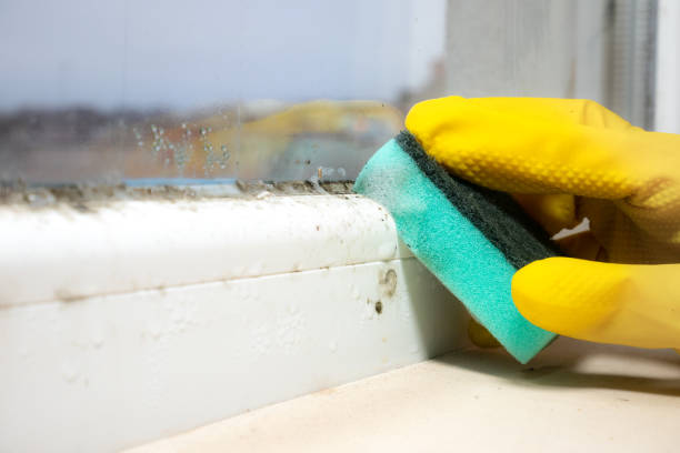 Best Mold Removal Specialists  in Harvey, ND