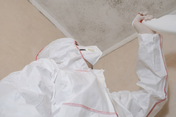 Best Commercial Mold Removal  in Harvey, ND