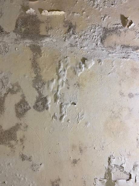 Best Mold Removal Near Me  in Harvey, ND