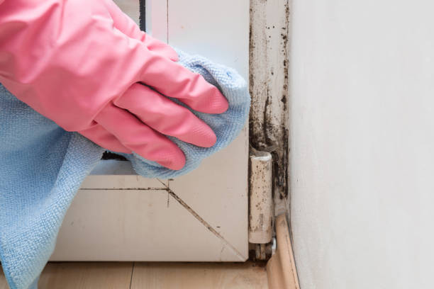 Best Emergency Mold Removal  in Harvey, ND