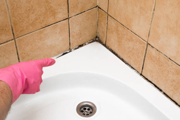 Crawl Space Mold Removal in Harvey, ND